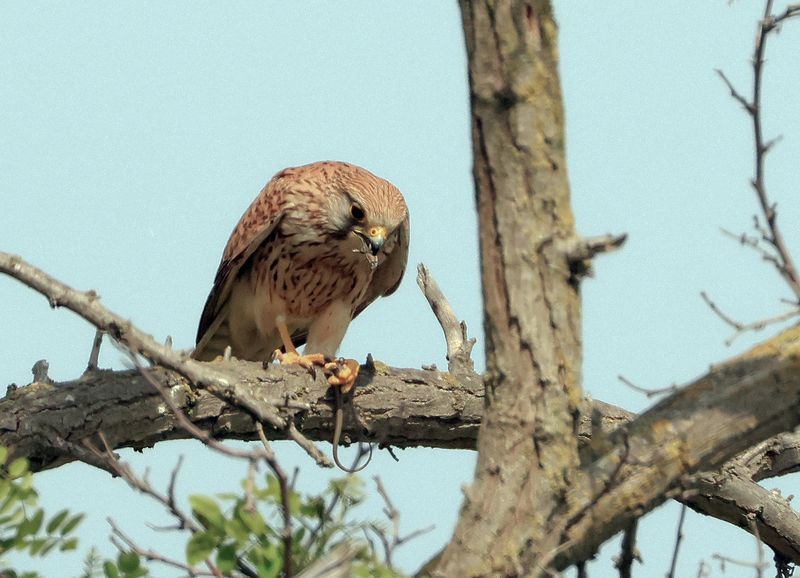 Обед охотника..photo preview