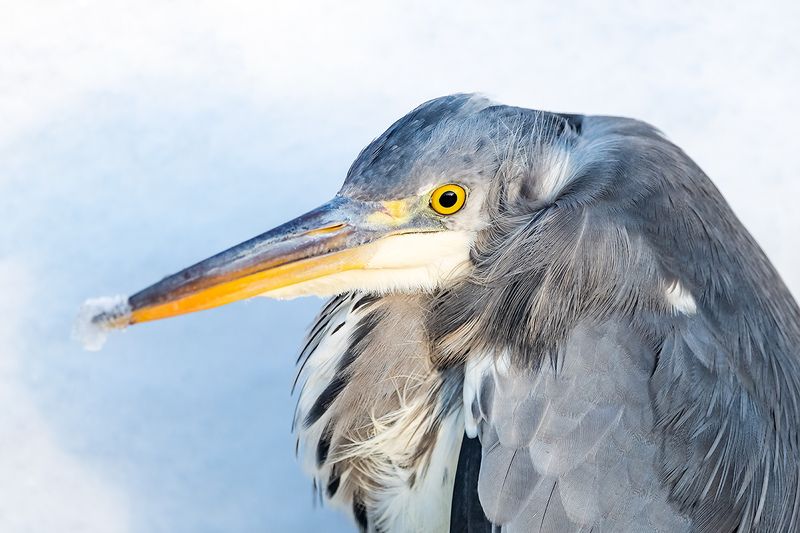 Серая цапля (Ardea cinerea).photo preview