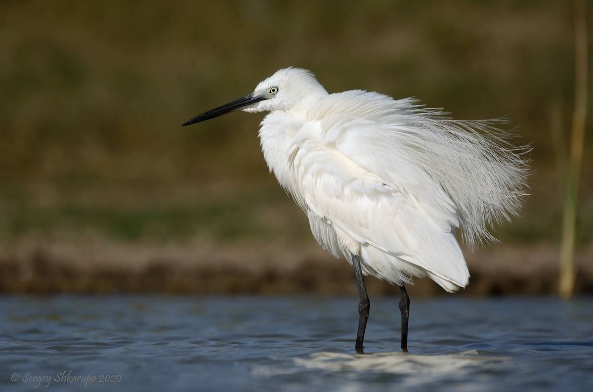 , Сергей Шкарупо