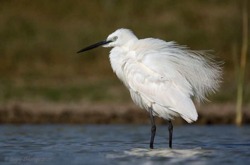 Взъерошеннаяphoto preview