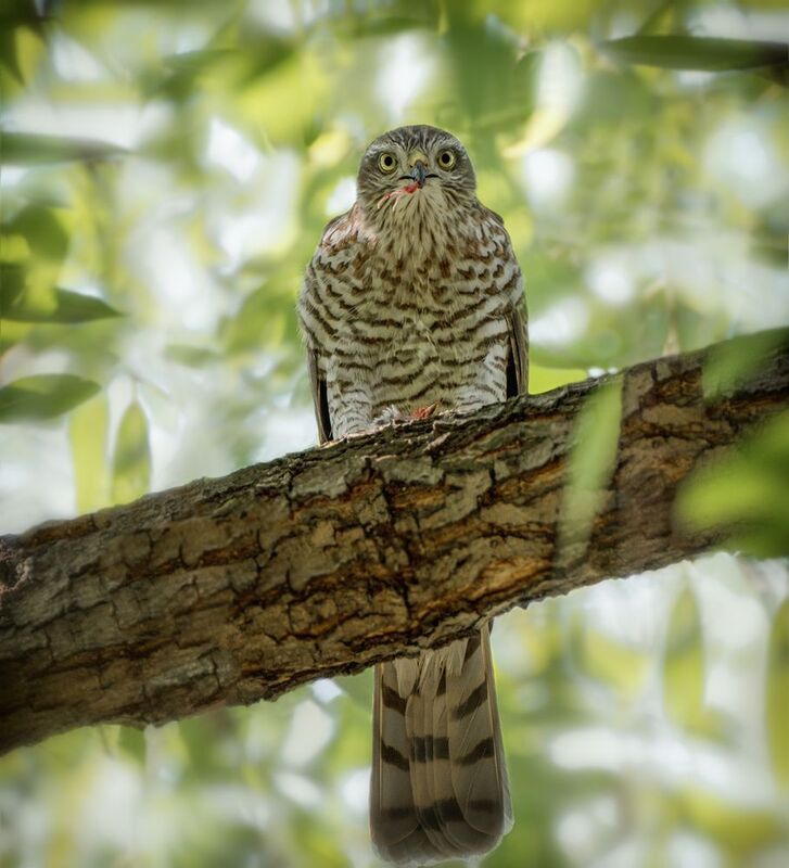 птица, ястреб, перепелятник, добыча, Птичку жалко.photo preview