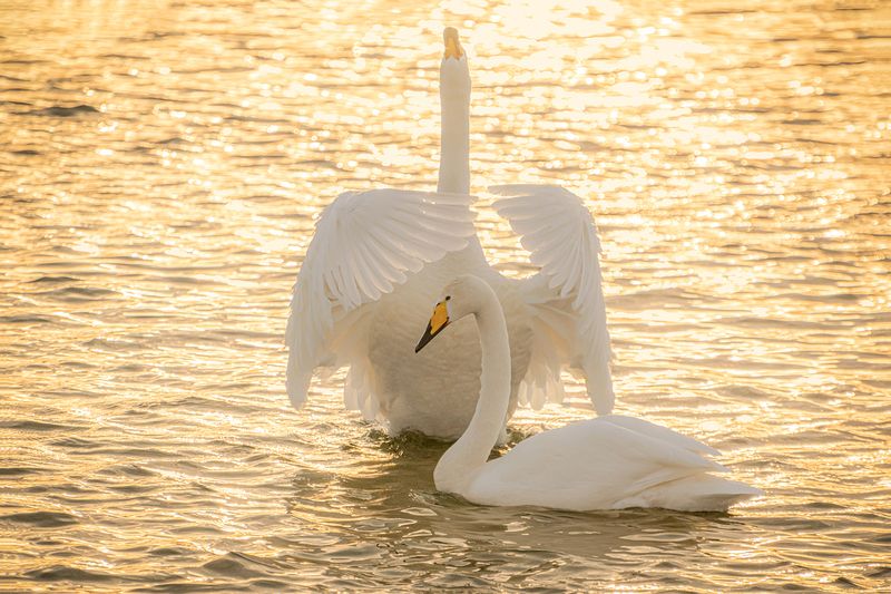 лебеди на бии Ты моя любовь!!!photo preview