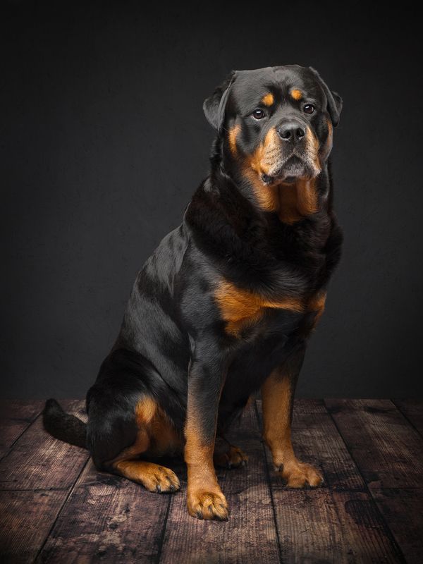 #rotweiler #dog Hugophoto preview