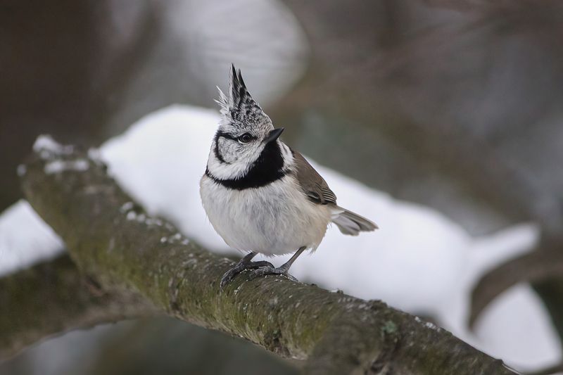 синица, хохлатая синица, гренадерка, гренадер,lophophanes cristatus, parus cristatus Гренадерка (Lophophanes cristatus)photo preview