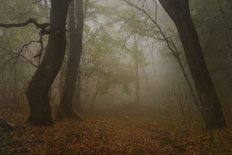 осень листва утро лес туман Туманное утроphoto preview