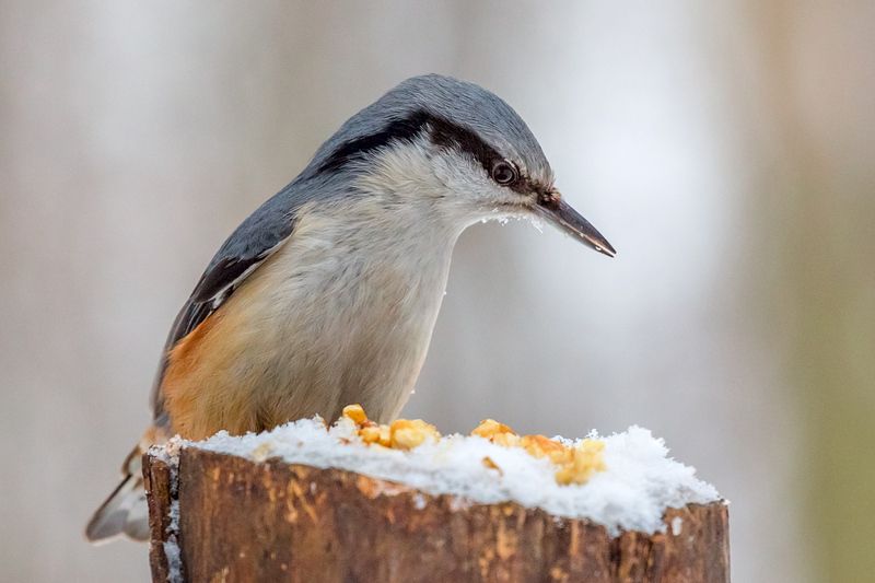 Поползень.photo preview