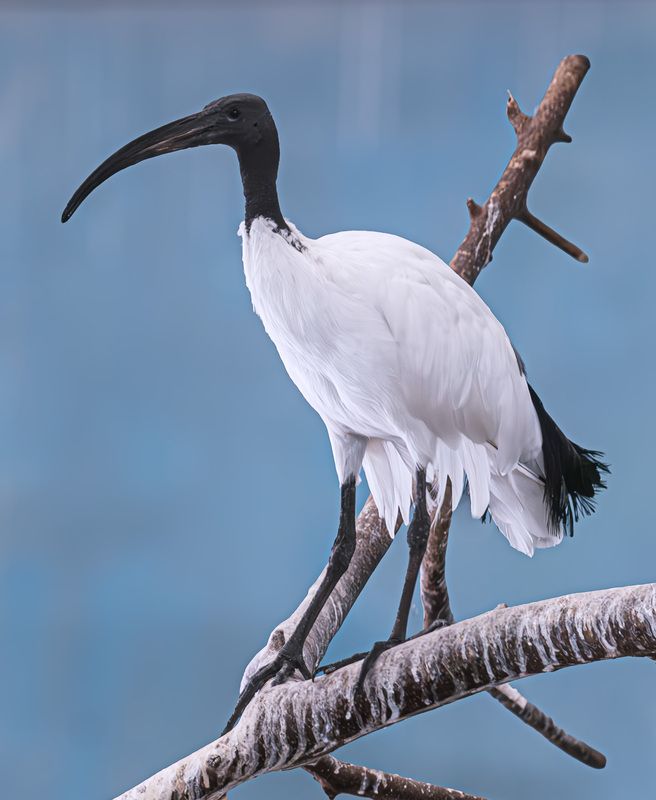 Священный ибис фото превью