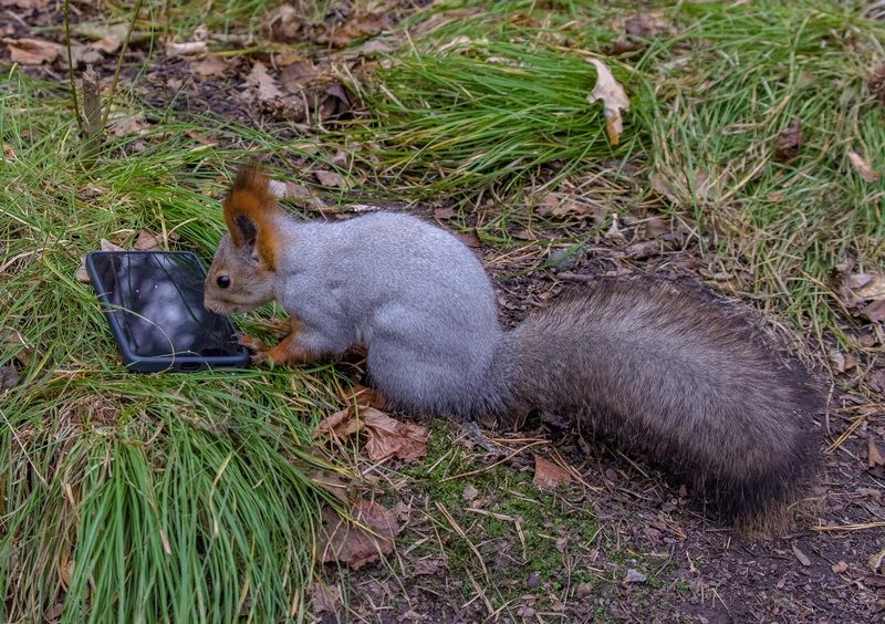 Белка и телефонphoto preview