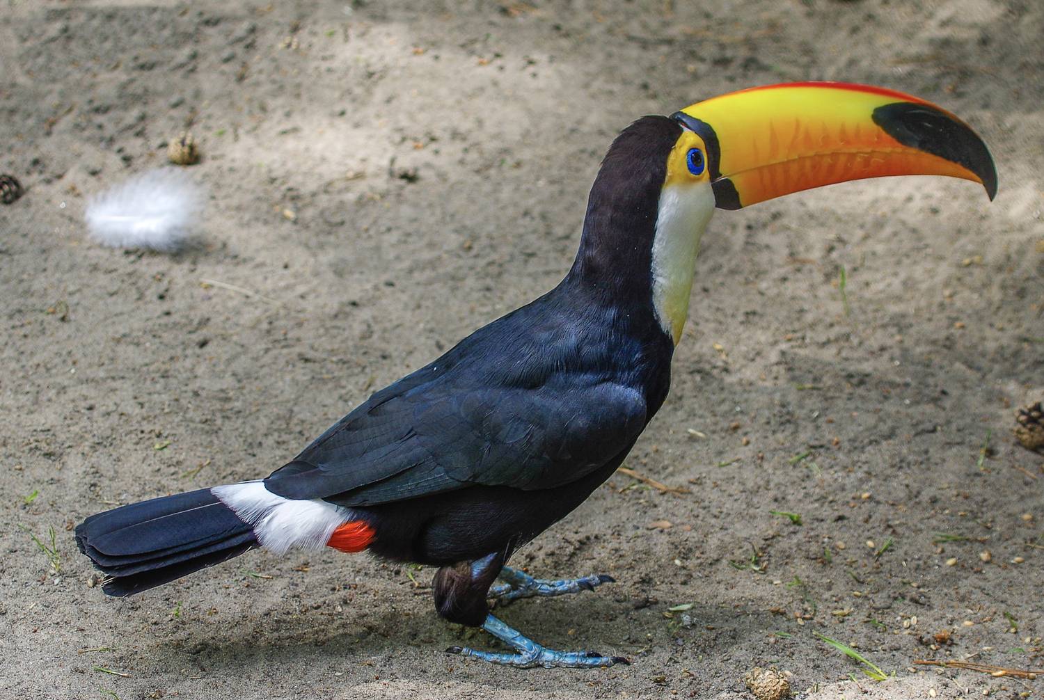 Большой тукан (токо). Автор: Михаил Измайлов , Михаил Измайлов