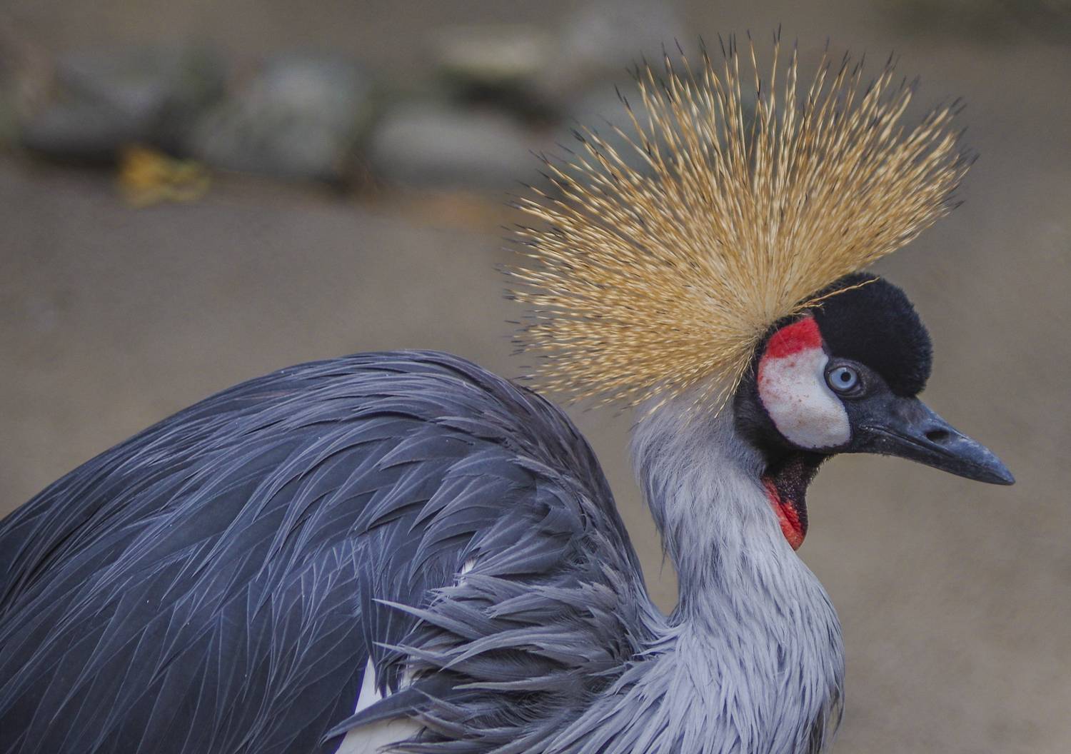 Венценосный журавль. Автор: Михаил Измайлов , Михаил Измайлов