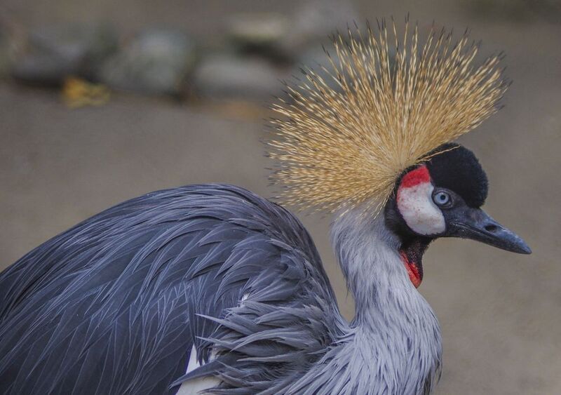 Венценосный журавльphoto preview