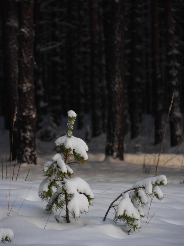 Одиноко и холодно.photo preview