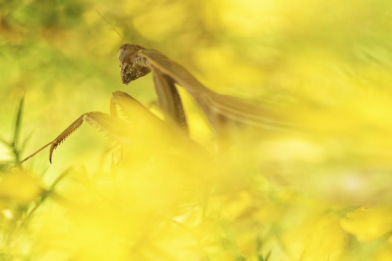 nature close-up outdoor insects arthropods predator summertime mantidae Mantis religiosa фото превью