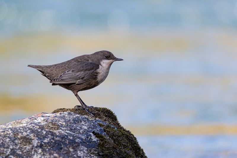 оляпка, птицы Оляпкаphoto preview