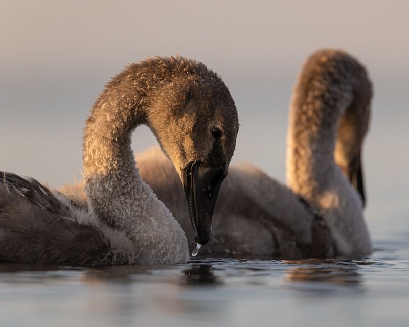 шипун, лебедь, лебедь шипун, лебедь-шипун, финский залив Шипунята фото превью