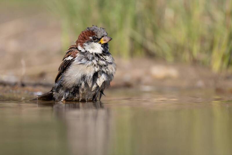 воробей, птицы  фото превью