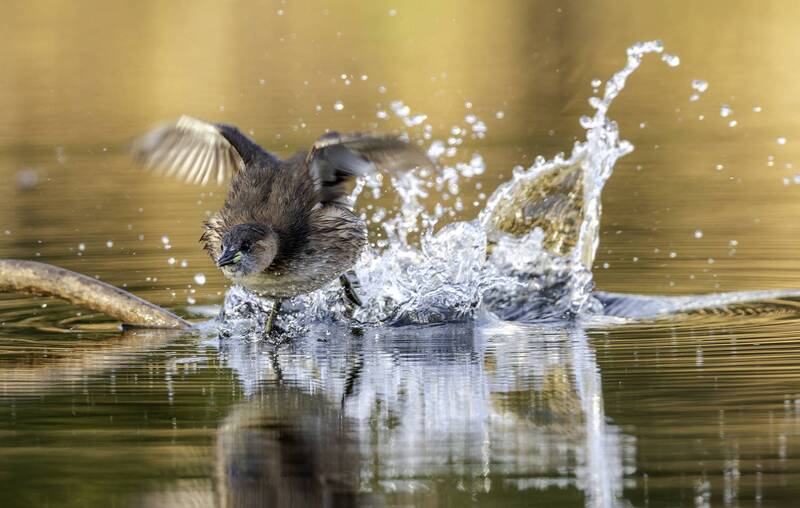 Бегущая Малая поганка. фото превью