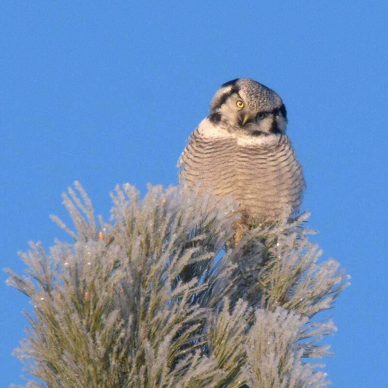Холодно, однако. фото превью