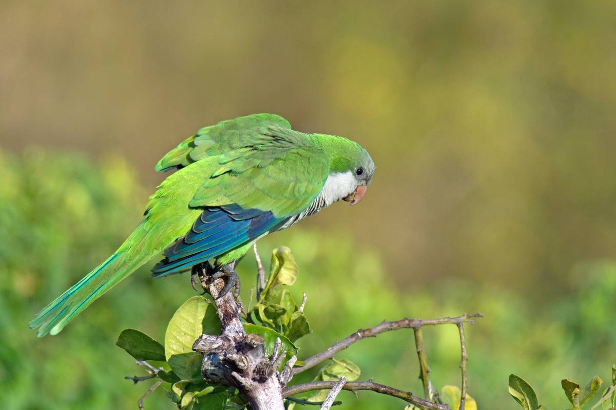 *В солнечном январе.... Автор: Людмил@ , Людмил@