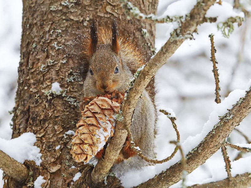 Киров Дендропарк белка Удача! фото превью
