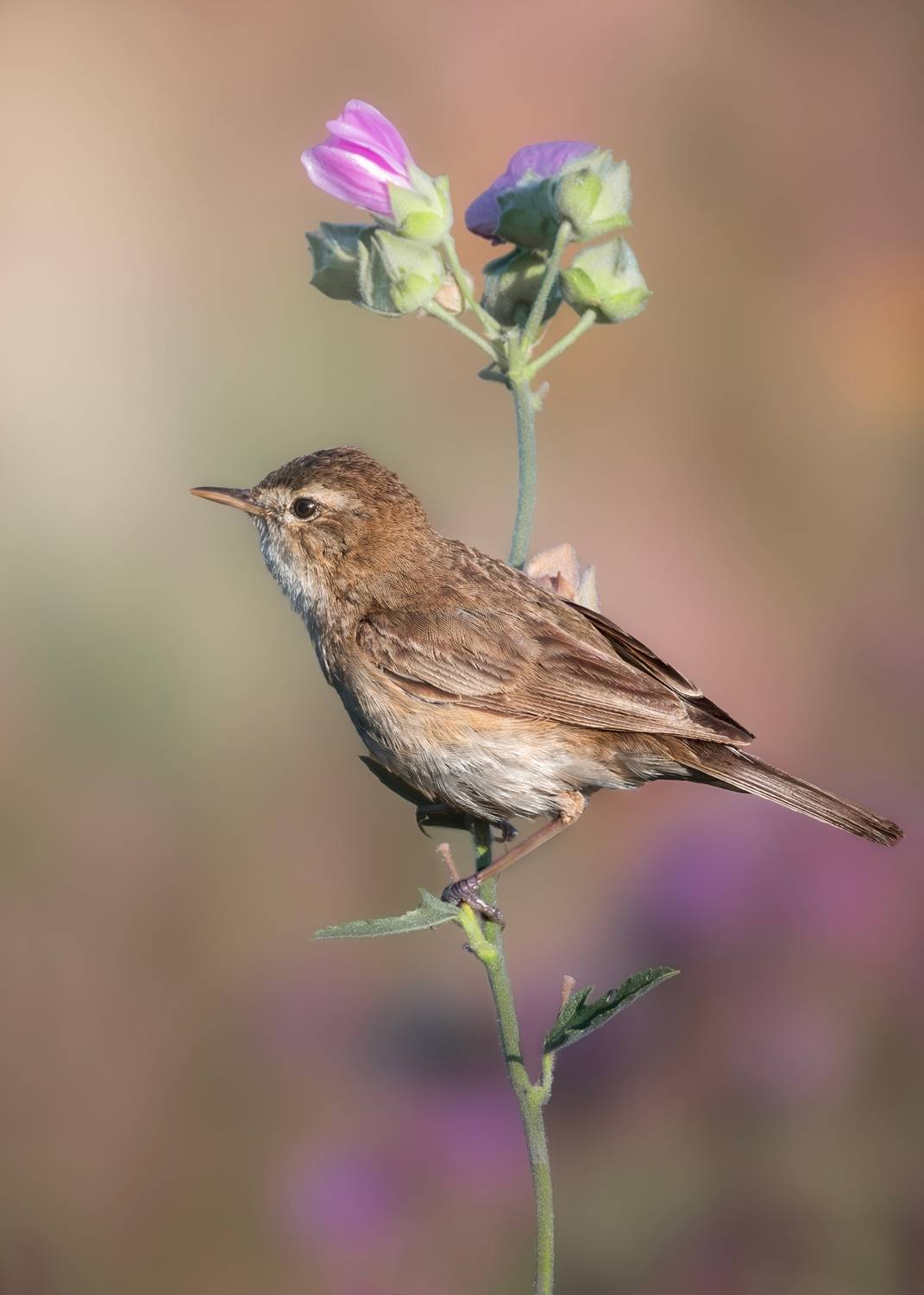 wildlife, birdwatching, nature, bird photography, птица, фотоохота, природа, северная бормотушка, Полина Шальнева