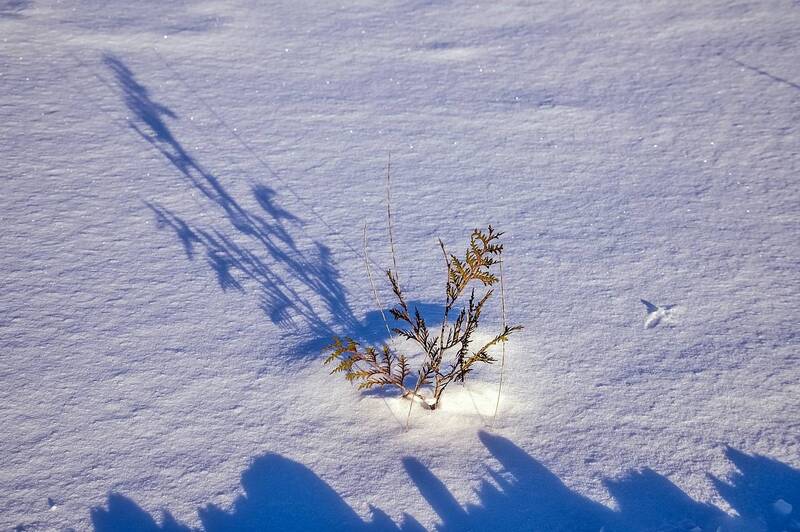 Снег, свет и тениphoto preview