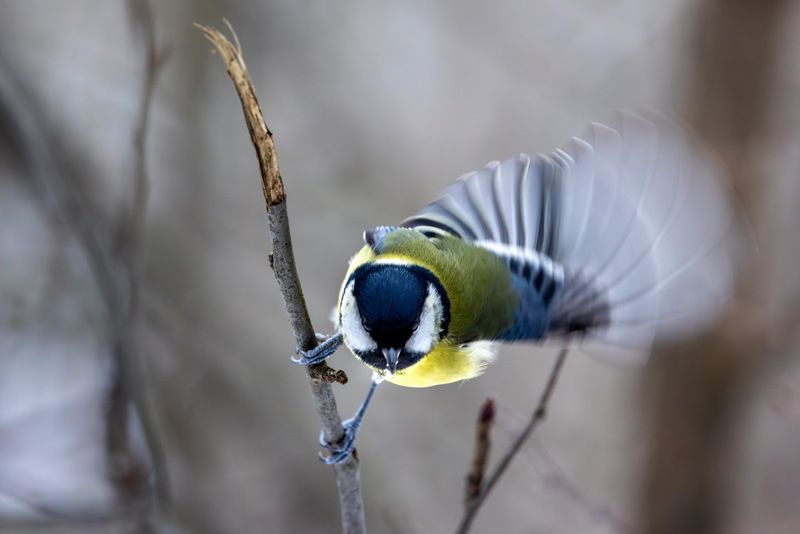 Птица, синица, tit Приветвление фото превью