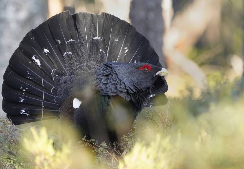 Здравствуйте, Царь!photo preview