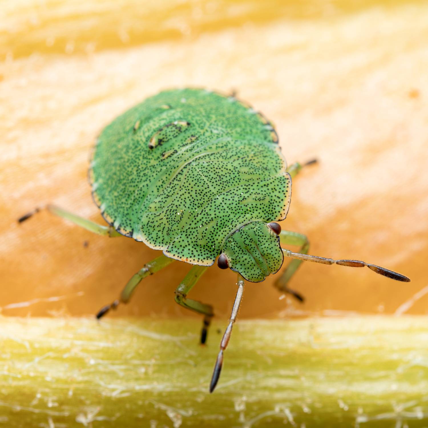 клоп, макро, Миша Усольцев