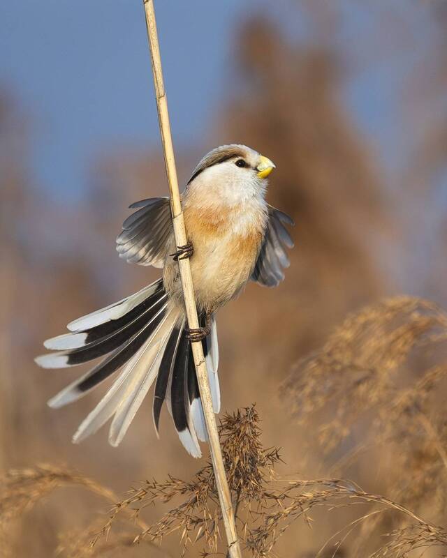 сутора, тростниковая сутора, paradoxornis, paradoxornis heudei, птицы Тростиковая сутораphoto preview
