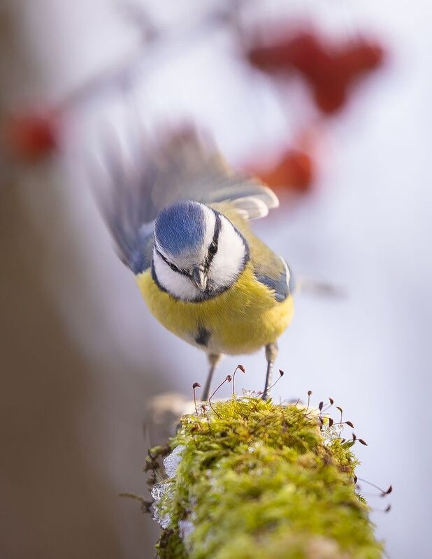 Titmouse фото превью
