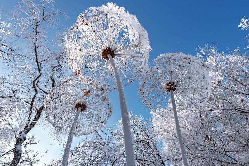 Одуванчикиphoto preview