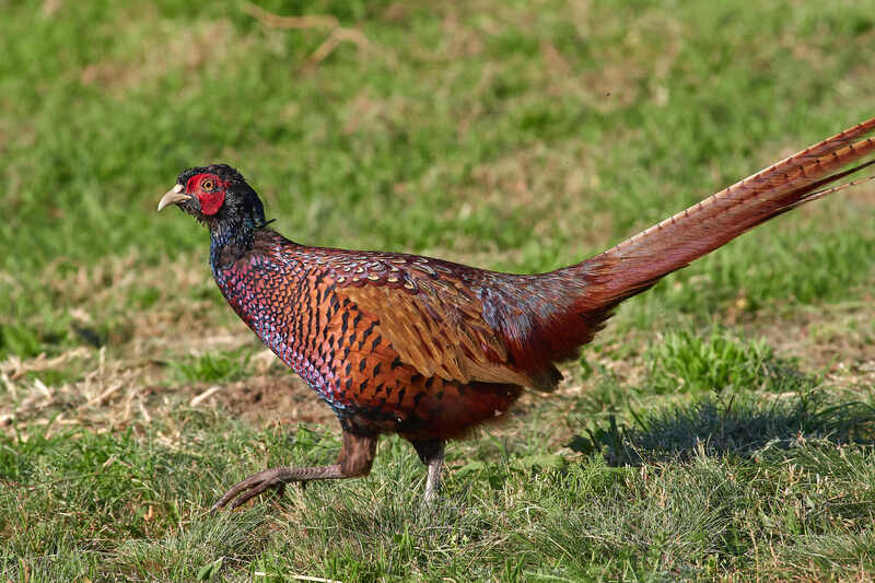 фазан,  Фазанphoto preview