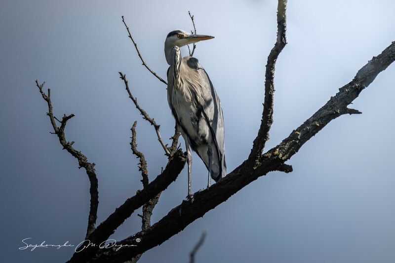 bird Nature | Wildlife Photography | Adventurephoto preview