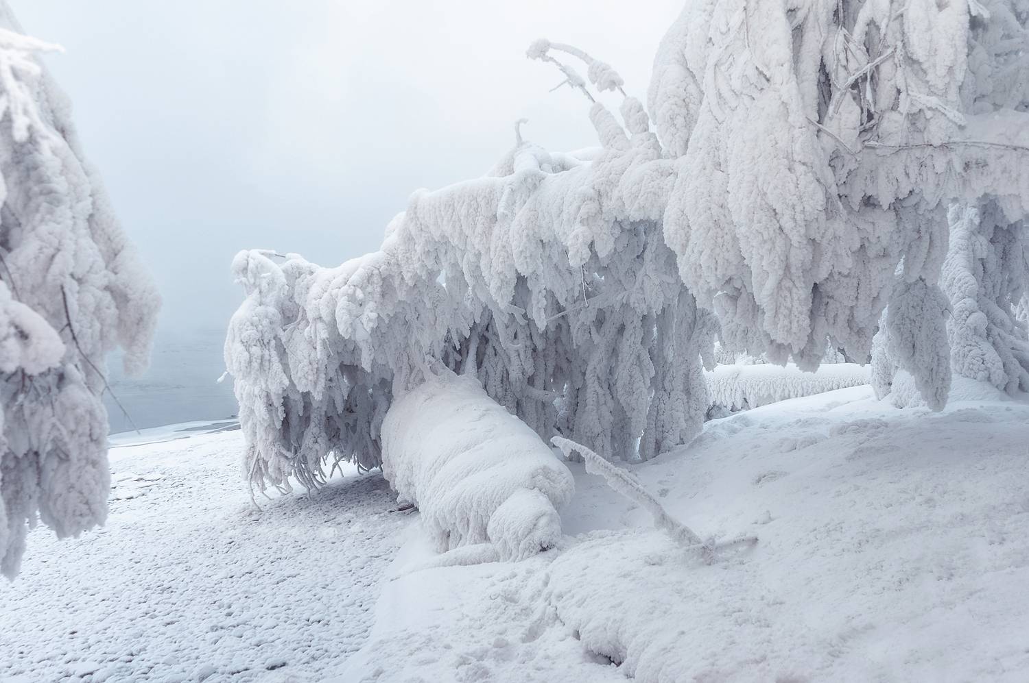 зима, мороз, иней, сибирь, енисей, дерево, Марина Фомина