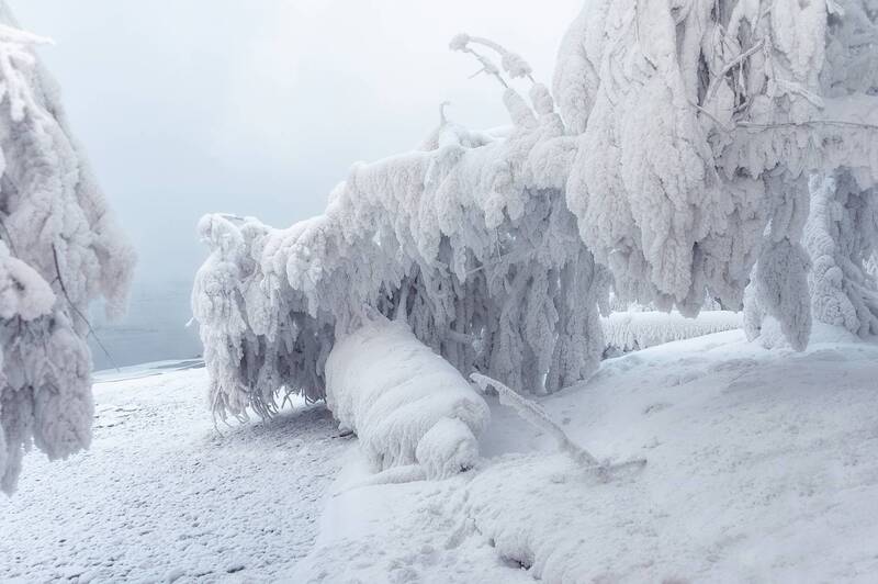 зима, мороз, иней, сибирь, енисей, дерево Наморозилоphoto preview