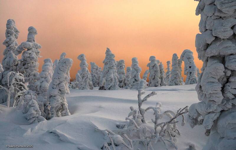 шерегеш, иней, пихты, снег, гора зелёная, горная шория, зимний вечер, розовый вечер, мороз, зима, сибирь Розовый вечер (2) фото превью