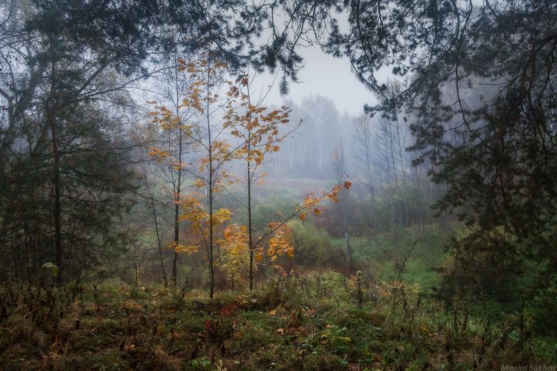 Осень, туман, лес, сосны Осенние зарисовкиphoto preview