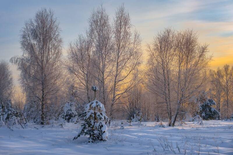 утро мороз рассвет поле березки воронино Морозное утро. Воронино.photo preview