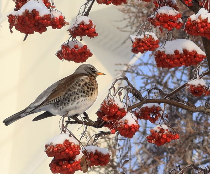 грозди,рябина,дрозд,птица Аппетитная рябинаphoto preview