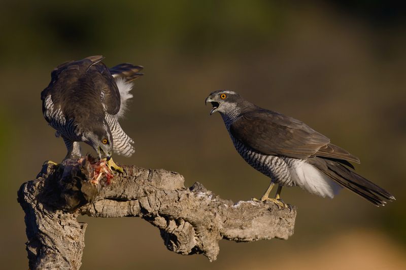 Northern Goshawks  фото превью