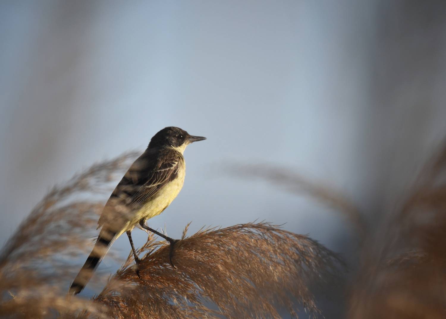 , Герчев Николай