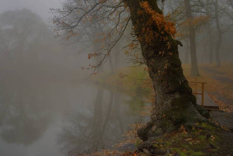 туман озеро осень У озераphoto preview