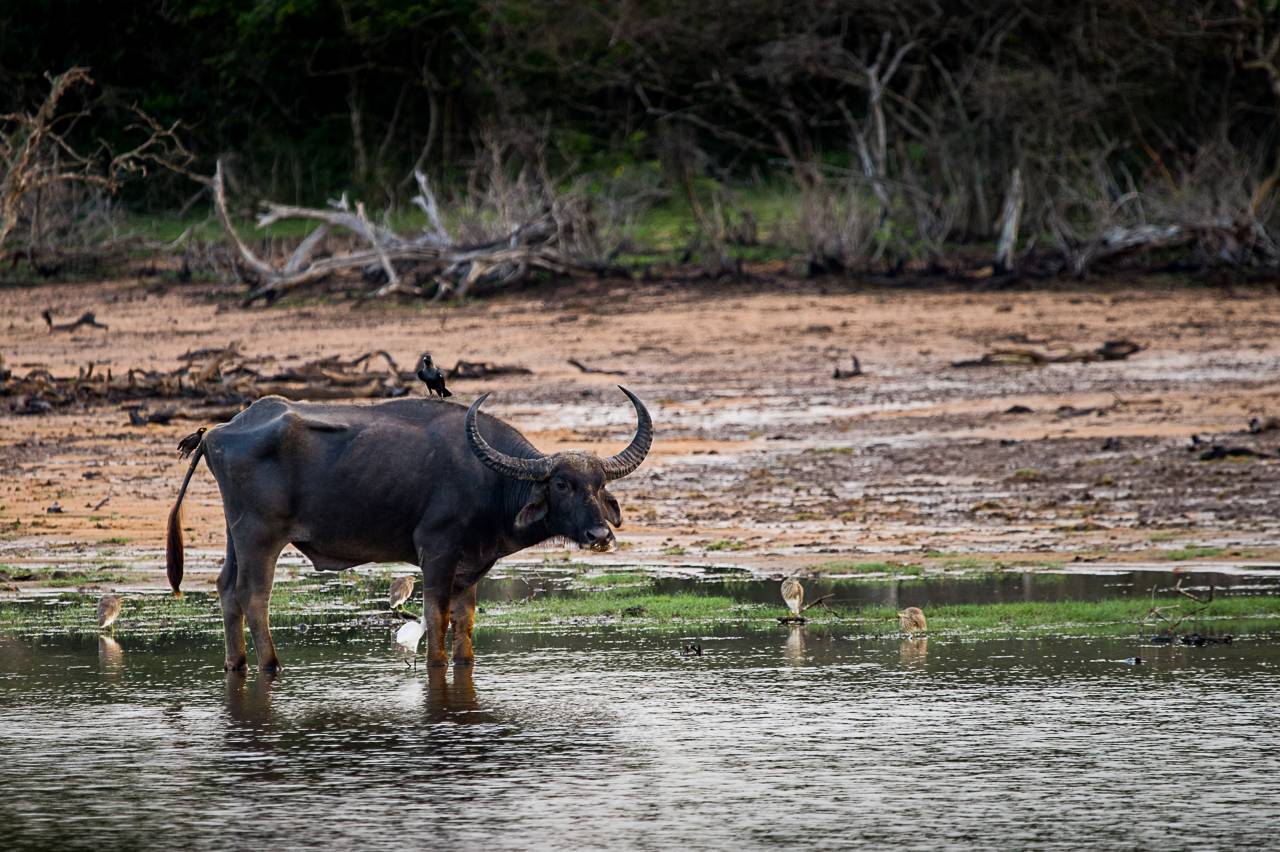 буйвол, Шри-Ланка, Anton