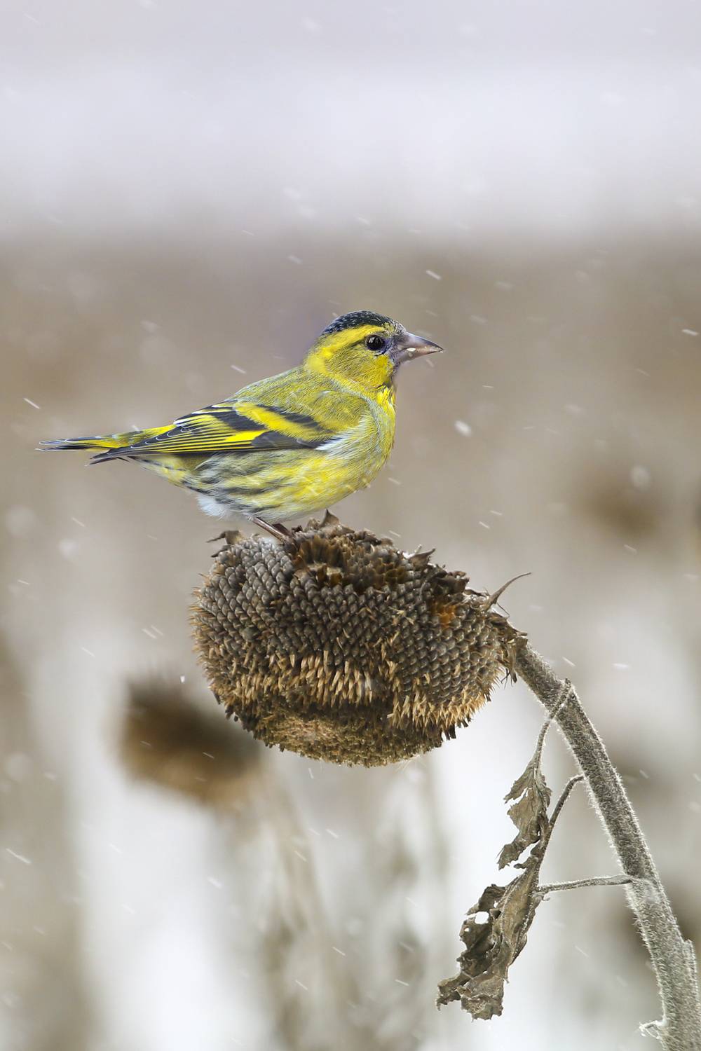 природа, Валерий Черняк