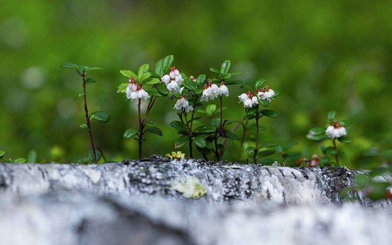 брусника, цветы, лес, лето Брусника цвететphoto preview