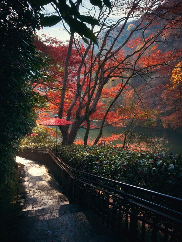 осень, момидзи, япония, токио, киото, аросияма, клены, красный Сезон момидзиphoto preview