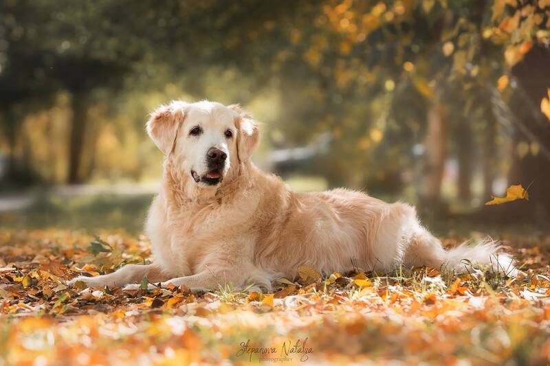 ретривер, собака, осень photo preview