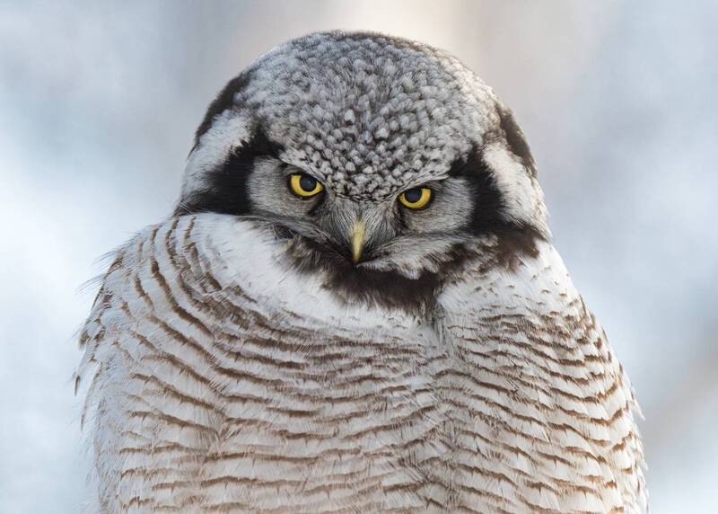 Совинная суровостьphoto preview