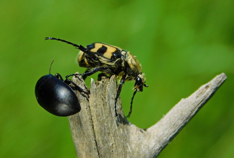 Соблюдай дистанциюphoto preview